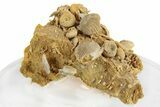 Miniature Fossil Cluster (Ammonites, Brachiopods) - France #248420-1